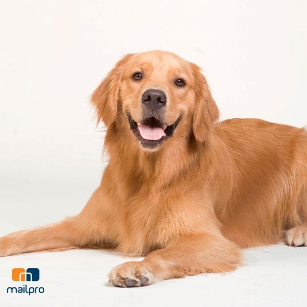 Email-Marketing für Tierkliniken